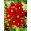 Dahlia - Firebird - grand paquet ! - 10 pieces