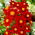 Dahlia - Firebird - grand paquet ! - 10 pieces