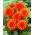 Dahlia - Pepite Orange