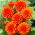 Dahlia - Pepite Orange
