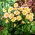 Dahlia - Topmix Aprikos