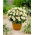 Dahlia - Topmix White