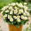 Dahlia - Topmix White
