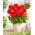 Dahlia - Heatwave - storpack! - 10 st