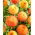 Dahlia - Souvenir d'Ete - grootverpakking! - 10 stuks - 