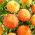 Dahlia - Souvenir d'Ete - grootverpakking! - 10 stuks - 