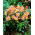 Dahlia - Topmix Zalm - 