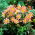Dahlia - Topmix Zalm - 