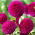 Dahlia - Rocco - stor pakke! - 10 stk.