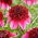 Dahlia - Poodle Skirt
