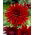 Dahlia - Brinnande kärlek