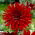 Dalia - Amore ardente