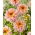 Dahlia - Dark Butterfly - large pack! - 10 pcs