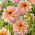Dahlia - Dark Butterfly - large pack! - 10 pcs