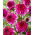 Dahlia - Richards Fortune - large pack! - 10 pcs