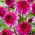 Dahlia - Richards Fortune