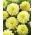 Dahlia - Innocent Silence - groot pak! - 10 stuks - 