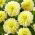 Dahlia - Innocent Silence - groot pak! - 10 stuks - 