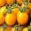 Koliber tomato - a yellow field cocktail variety