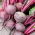 Betterave rouge Monty F1 - racines rondes, rouge foncé, pour les producteurs exigeants - 