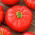Tomate Runner F1 - variété de serre rouge foncé, pour les producteurs exigeants - 