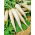 Alabastro F1 daikon - ravanello invernale bianco lungo - 100 grammi - semi professionali per tutti - 