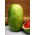 Watermelon - Charleston Gray - Large, Sweet, and Juicy Fruit - Fresh Seeds