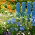 Flowers for Years - un prato fiorito di lunga durata e durevole - 100 g - 