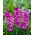 Gladiolus Blue Isle - groot pak! - 50 stuks - 