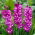 Gladiolus Blue Isle - groot pak! - 50 stuks - 