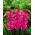 Gladiolus Fidelio - 5 stk.