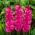 Gladiolus Fidelio - 5 stk.