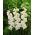 Gladiolus White Prosperity - large pack! - 50 pcs