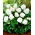 Begonia Non Stop - bianca - 2 pz