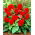 Begonia Non Stop - rouge - 2 pcs