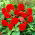 Begonia Non Stop - rouge - 2 pcs