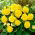 Non Stop Begonie - gelb- 2 Stk - 
