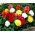 Begonia Non Stop - mix di colori - confezione grande! - 20 pezzi