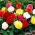 Begonia Non Stop - mix di colori - confezione grande! - 20 pezzi