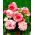 Begonia Bouton de Rose - roz-alb - 2 buc.