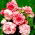 Begonia Bouton de Rose - roz-alb - 2 buc.