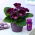 Violacea paarse gloxinia (Sinningia speciosa) - groot pakket! - 10 stuks - 
