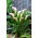 Crystal Blush calla lilje; arumslilje, Zantedeschia - stor pakke! - 10 stk.