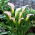 Crystal Blush calla lilje; arumslilje, Zantedeschia - stor pakke! - 10 stk.