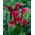 Arum rose fonce - bulbe XXL ; calla lily, Zantedeschia - grand paquet ! - 10 pieces