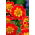 Dahlia - Pooh Swan-Island - grootverpakking! - 10 stuks - 