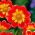 Dahlia - Pooh Swan-Island - grootverpakking! - 10 stuks - 
