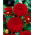 Piros dália - Dahlia Red - XL csomag! - 50 db.