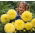 Dahlia - Kelvin Floodlight - large pack! - 10 pcs