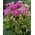 Dahlia - Vancouver - XL pack! - 50 pcs